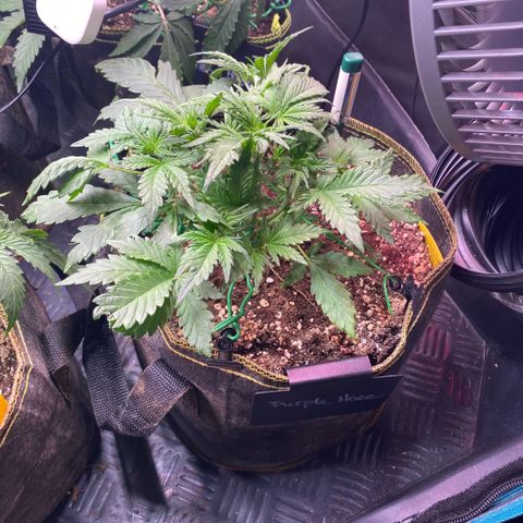 Purple Haze Auto growlog timeline photo