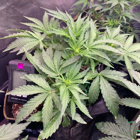 Amnesia Haze Auto growlog timeline photo