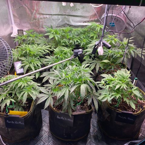 NYC Sour D Auto growlog timeline photo