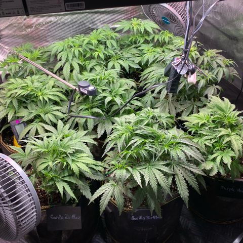 NYC Sour D Auto growlog timeline photo