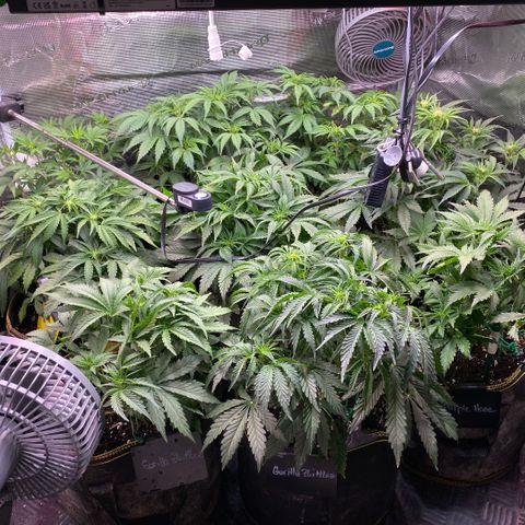 NYC Sour D Auto growlog timeline photo