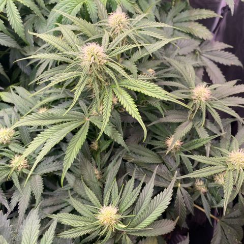 Amnesia Haze Auto growlog timeline photo