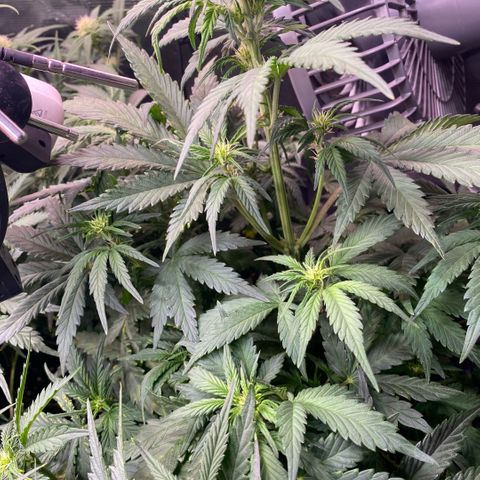 Purple Haze Auto growlog timeline photo