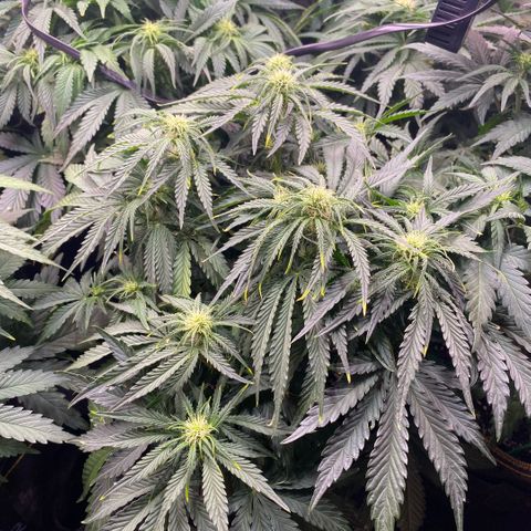 Gorilla Zkittlez growlog timeline photo