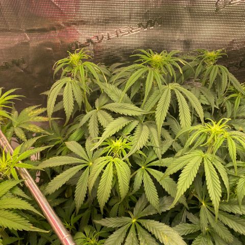 NYC Sour D Auto growlog timeline photo