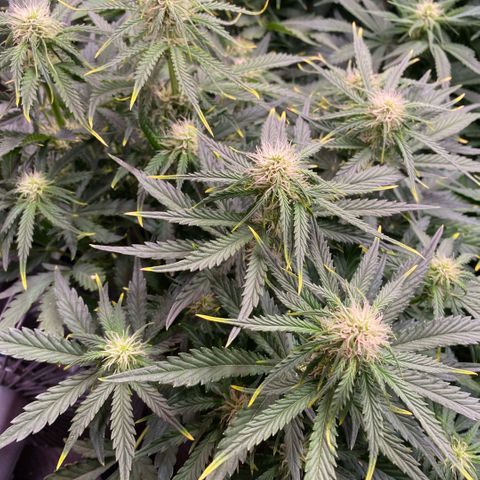 Gorilla Zkittlez growlog timeline photo