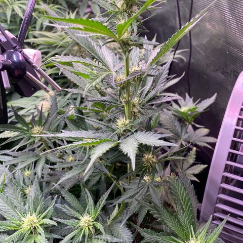 Purple Haze Auto growlog timeline photo