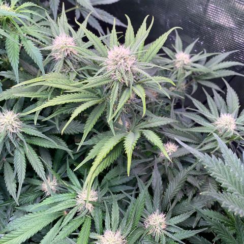Amnesia Haze Auto growlog timeline photo