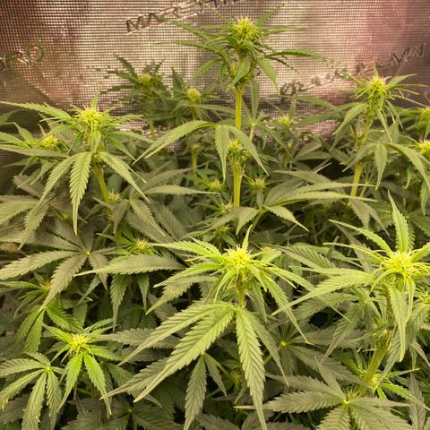 NYC Sour D Auto growlog timeline photo