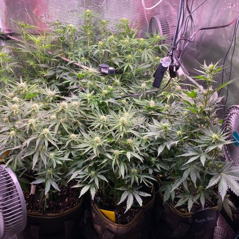 NYC Sour D Auto growlog photo: after defoliation