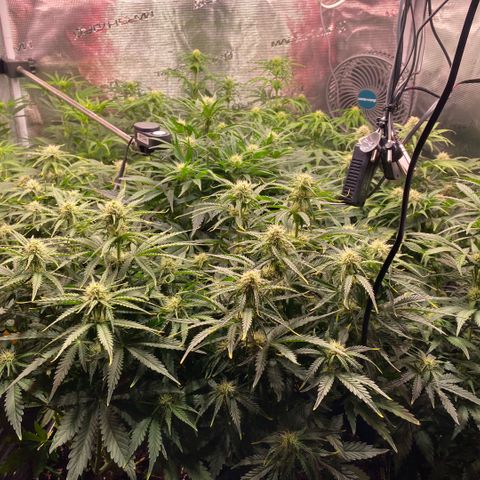 NYC Sour D Auto growlog timeline photo