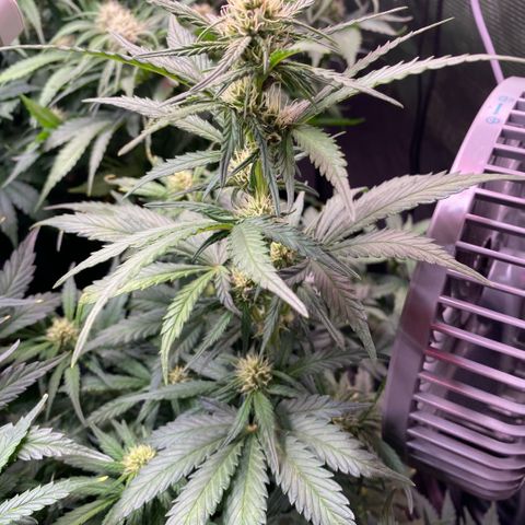 NYC Sour D Auto growlog timeline photo