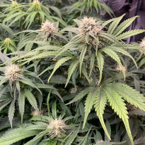 NYC Sour D Auto growlog timeline photo