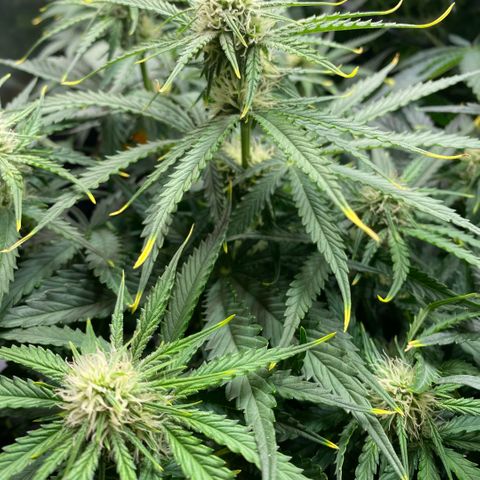 NYC Sour D Auto growlog timeline photo