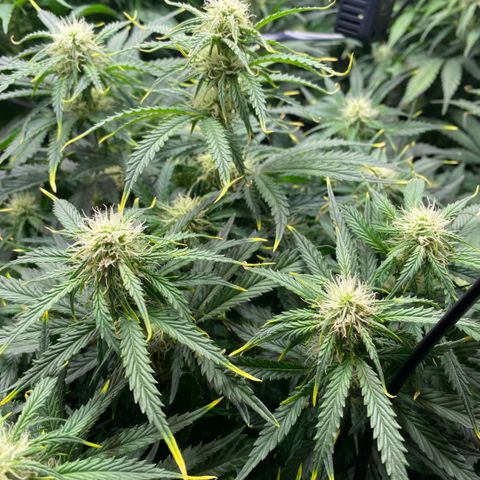 NYC Sour D Auto growlog timeline photo