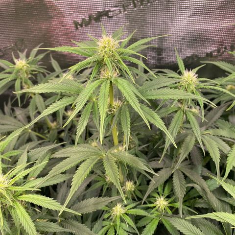 NYC Sour D Auto growlog timeline photo