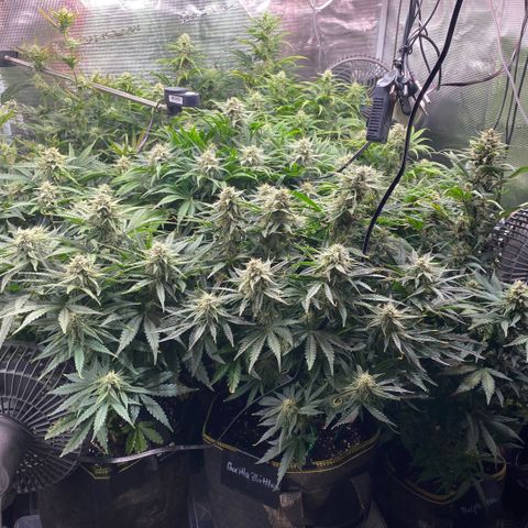 NYC Sour D Auto growlog timeline photo