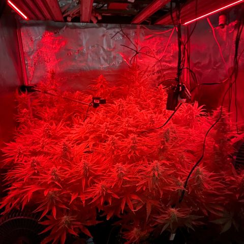 NYC Sour D Auto growlog timeline photo