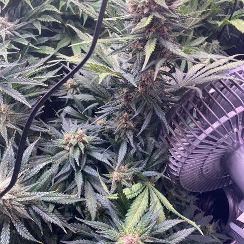 Purple Haze Auto growlog timeline photo