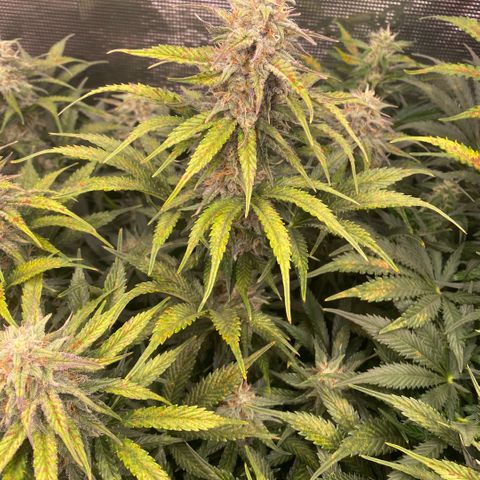 NYC Sour D Auto growlog timeline photo