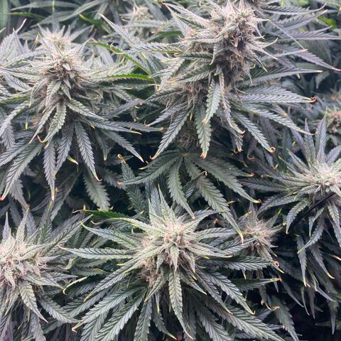 Gorilla Zkittlez growlog timeline photo