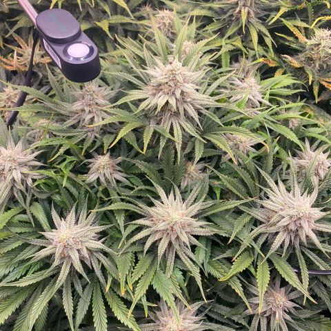 Amnesia Haze Auto growlog timeline photo