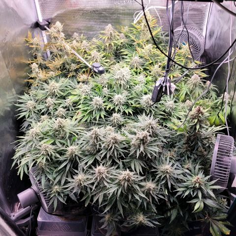 NYC Sour D Auto growlog timeline photo