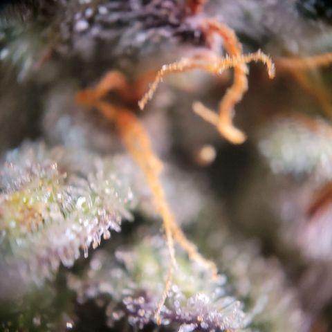 NYC Sour D Auto growlog timeline photo