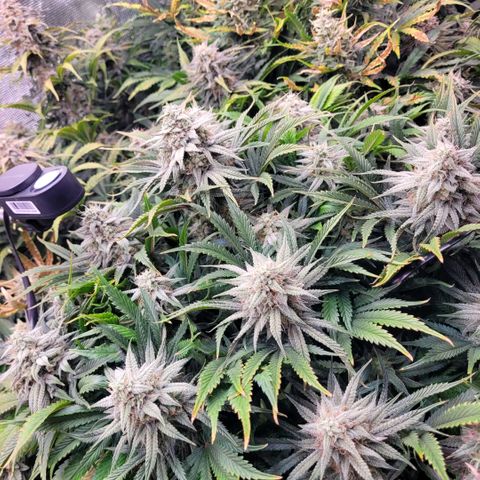 Amnesia Haze Auto growlog timeline photo