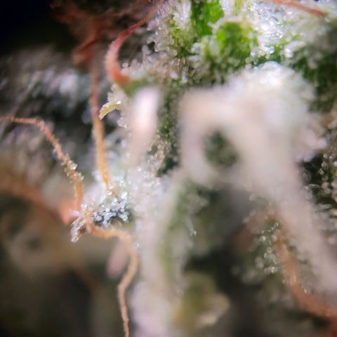 Amnesia Haze Auto growlog timeline photo