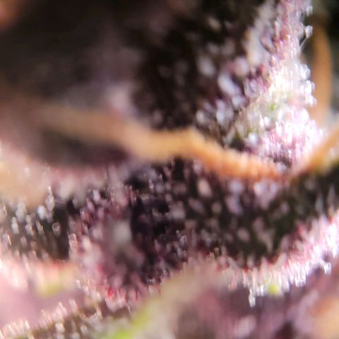 Purple Haze Auto growlog timeline photo