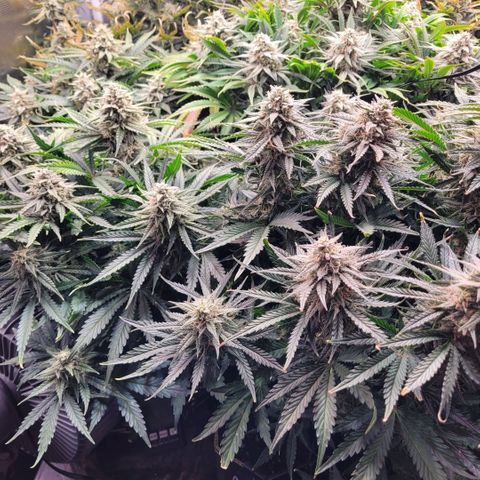 Gorilla Zkittlez growlog timeline photo