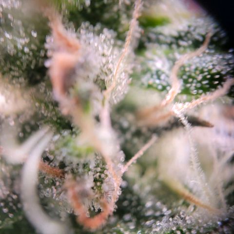 Gorilla Zkittlez growlog timeline photo