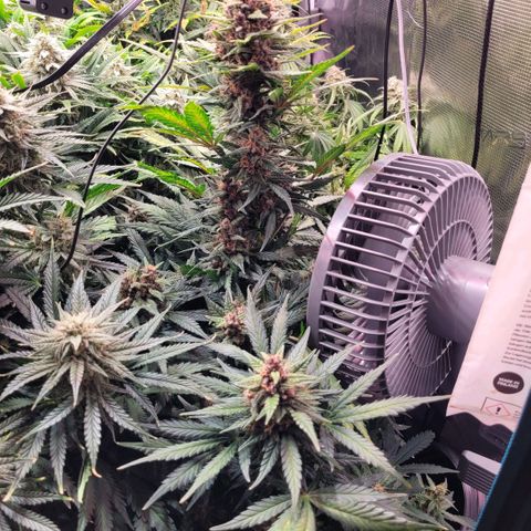 Purple Haze Auto growlog timeline photo