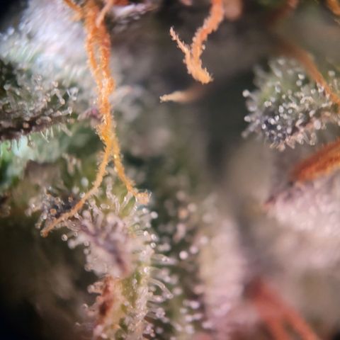 NYC Sour D Auto growlog timeline photo