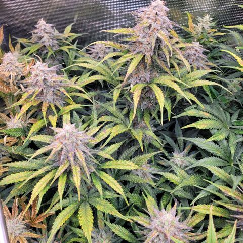 NYC Sour D Auto growlog timeline photo