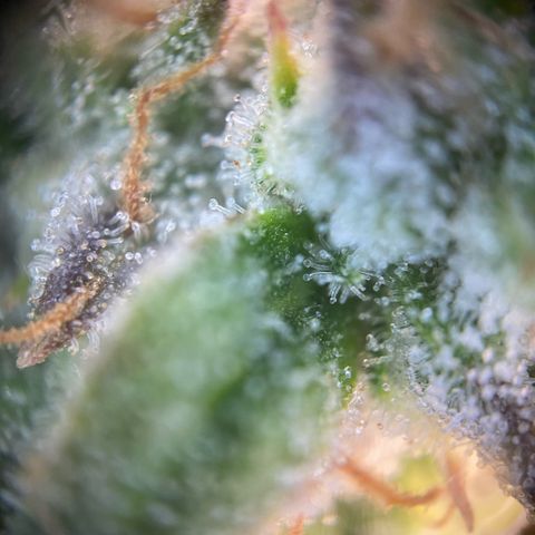 Gorilla Zkittlez growlog timeline photo