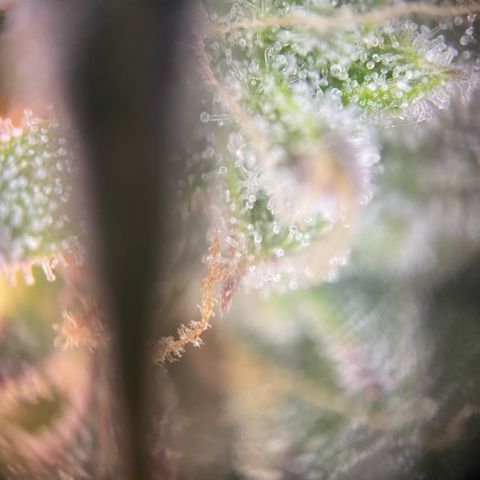 Gorilla Zkittlez growlog timeline photo