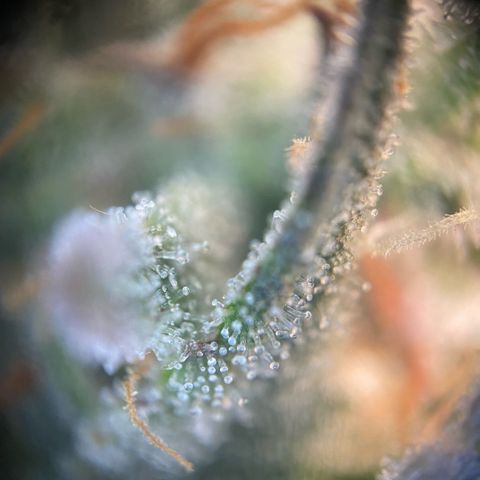 Gorilla Zkittlez growlog timeline photo