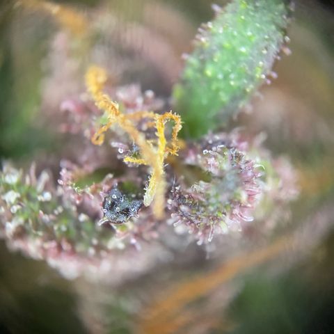 Purple Haze Auto growlog timeline photo