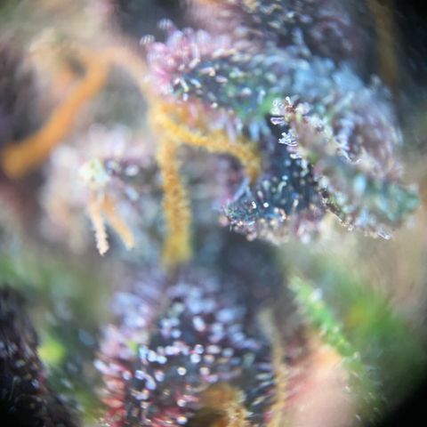 Purple Haze Auto growlog timeline photo