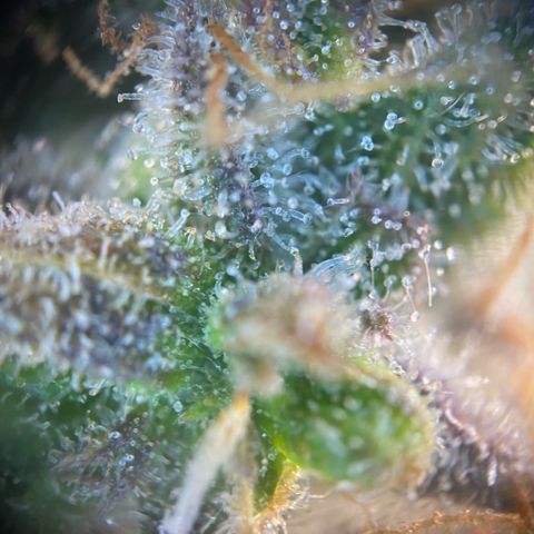 NYC Sour D Auto growlog timeline photo