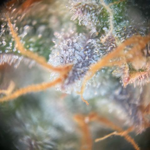 NYC Sour D Auto growlog timeline photo