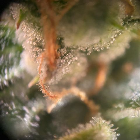 Amnesia Haze Auto growlog timeline photo