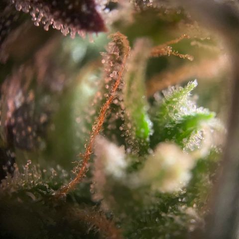Amnesia Haze Auto growlog timeline photo