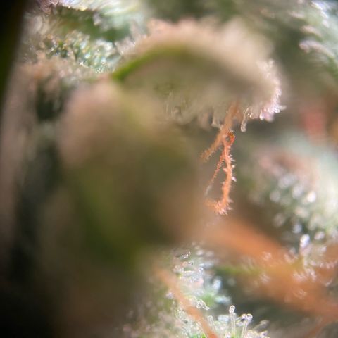 Amnesia Haze Auto growlog timeline photo