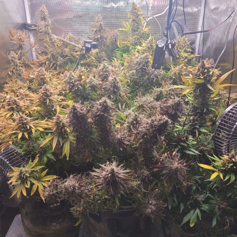 Gorilla Zkittlez growlog timeline photo