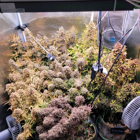Gorilla Zkittlez growlog timeline photo
