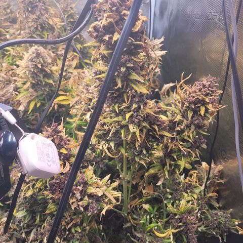 Purple Haze Auto growlog timeline photo