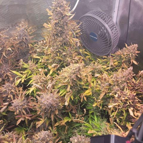 NYC Sour D Auto growlog timeline photo